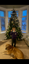 more trees (1).png