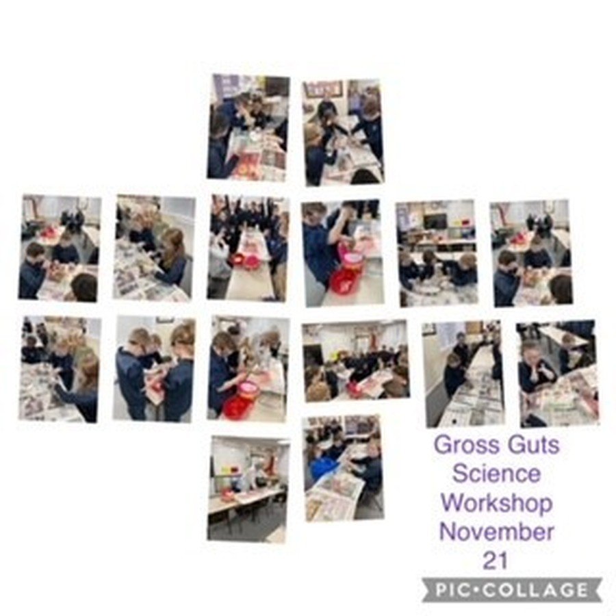 Y4 Gross Guts Workshop