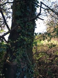 IMG_0971.JPG