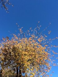 IMG_0977.JPG