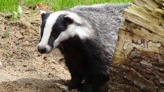 badger.jpg