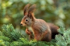 squirrel-g3f765d853_1920.jpg