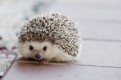 hedgehog-g4b029c17f_1920.jpg