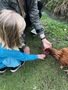 Evie feeding Chickens.jpg