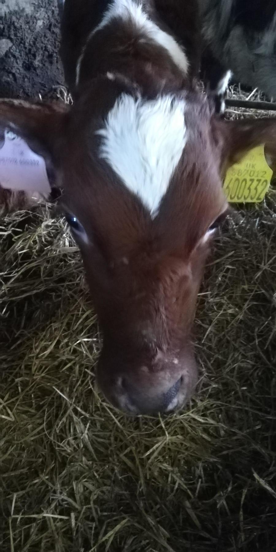February: A new calf with a heart shaped marking on Valentine's day!