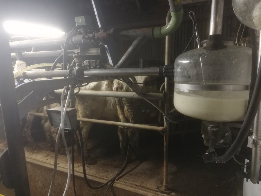 Where does our milk come from? Farmer Rob sent us videos and photgraphs to explain
