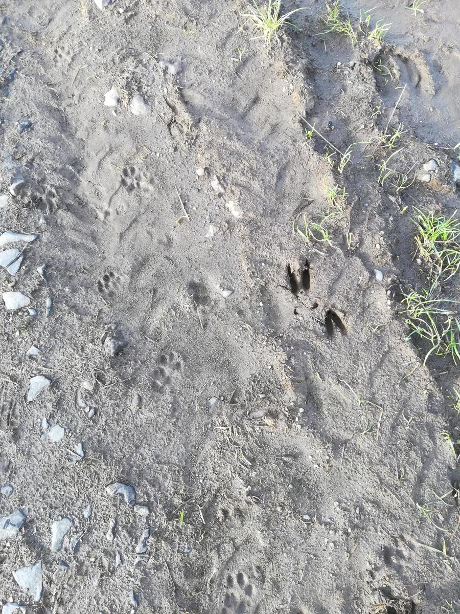November: Fox and deer tracks found on the farm