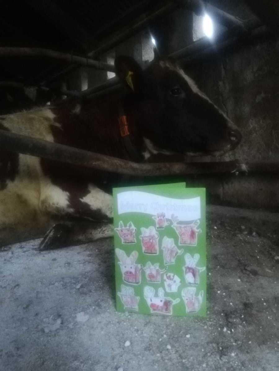 December: Olive sent a thank you for the Christmas cards!