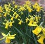 term 4 week 1 daffodils.jpg