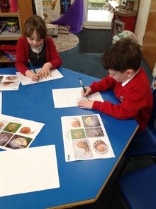 We looked at different patterns on snail shells.