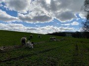 Sheep - 6 Mar 22.jpg