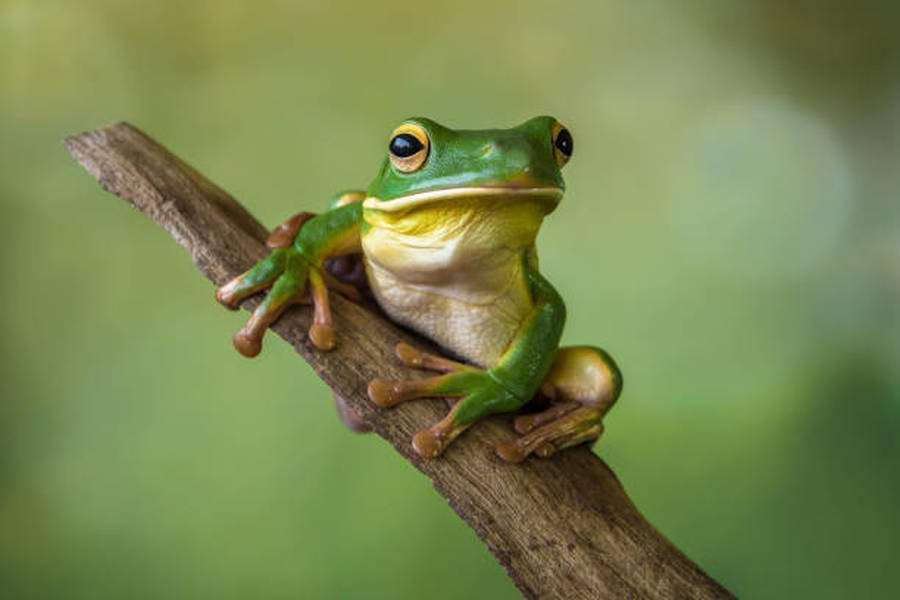 Fantastic Frogs  - EYFS