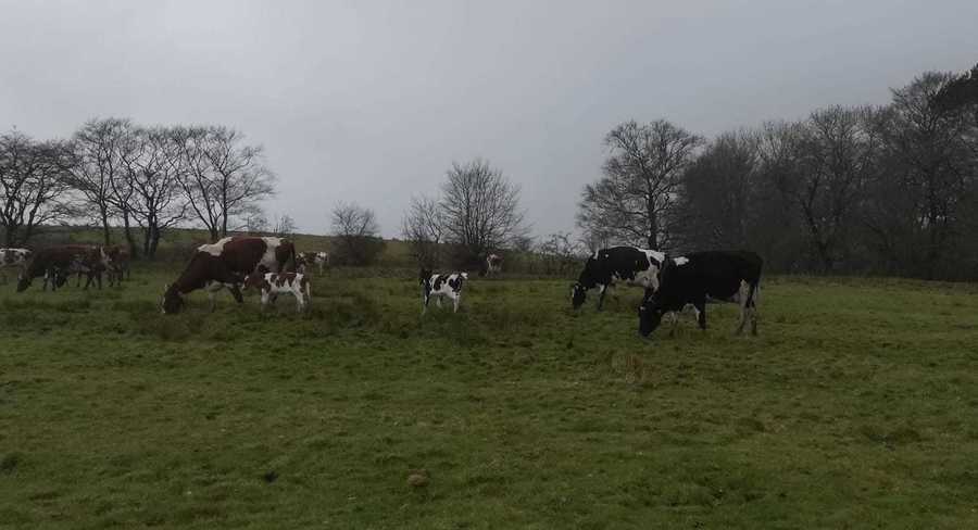 April: We met some new calves out in the field.  Three bulls and one heifer join the herd.