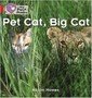 pet_cat_big_cat.jpg