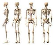 Skeletons.jpg