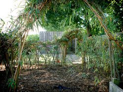 Forest Garden.jpg