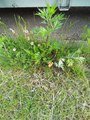 IMG_20220607_094838_669.jpg