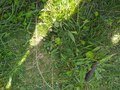 IMG_20220607_101342_006.jpg