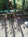 IMG_20220607_093537_662.jpg