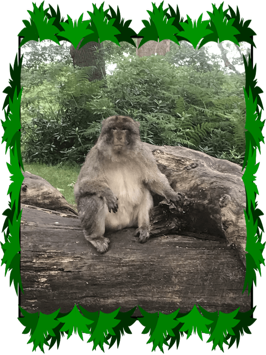 A barbary macaque monkey