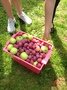 Autumn fruit picking 