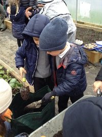 Parents as Partners: Growing food in our polytunnel