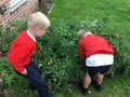 wk 3 tomatoes.jpg