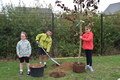 Tree Plant 8.JPG