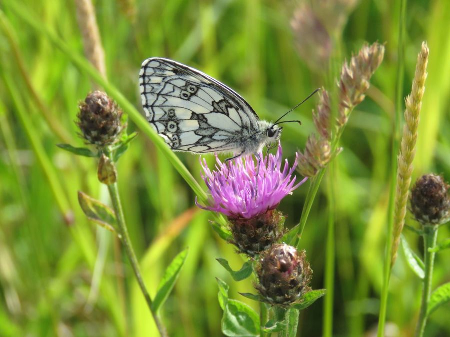 The briefest glimpse of some of the wildlife that takes advantage of the meadow.  Marbled White butterfly, resting on a Common Knapweed flower head.