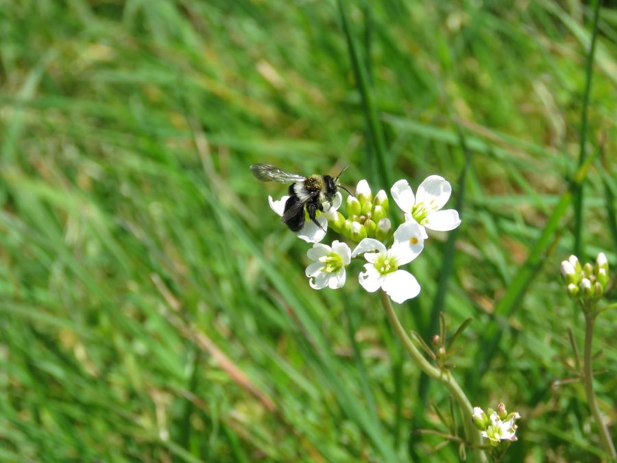 The first is of an Ashy Faced mining bee feeding on Ladies Smock (a really good display of Ladies Smock this year!), taken in mid- April.