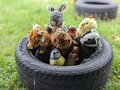 the woodland animals.jpg