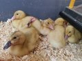 Ducklings1.jpg