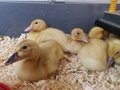 Ducklings2.jpg