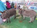 IMG_4428.JPG