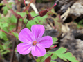 flower 4.PNG