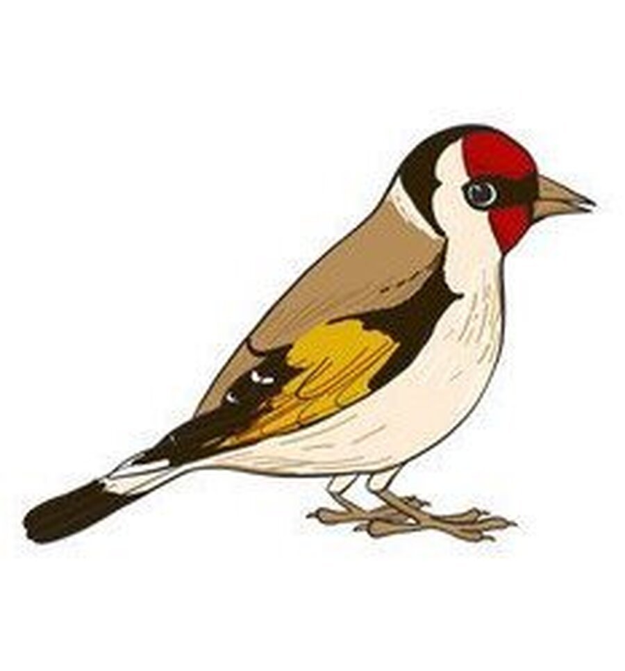 Goldfinch