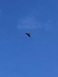 A red kite spotted in the Big Birdwatch!