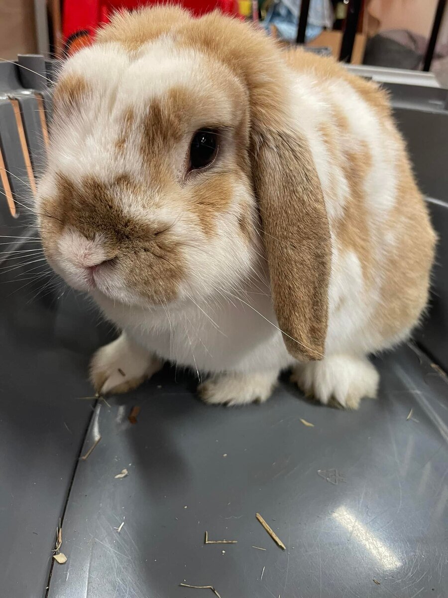 Our therapy bunny Archie