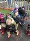 DC66B5EC-13A3-4325-8C1F-91E0A59E7E8A.jpeg
