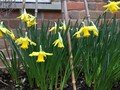 t4 wk1 daffs.jpg