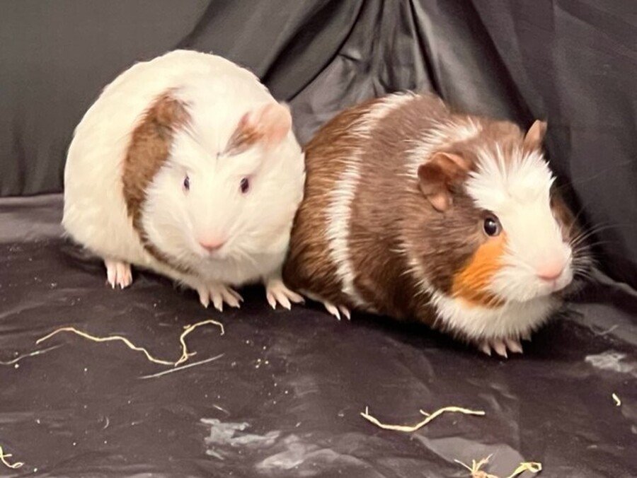 Guinea-pigs, Penny and Oreo