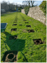mini forest 7.PNG
