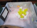 IMG_7978.JPG