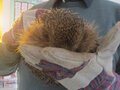 Hedgehog Visit Apr 23 (6).JPG