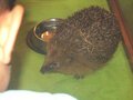 Hedgehog Visit Apr 23 (9).JPG