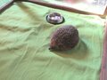 Hedgehog Visit Apr 23 (13).JPG