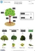 trees.JPG