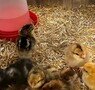 t5 wk3 chicks5.jpg