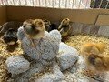 t5 wk4 chicks 3.jpg