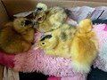 t5 wk4 duckling2.jpg